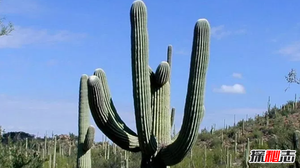 沙漠中最頑強的十大植物,圓桶掌能在地下存活達6年