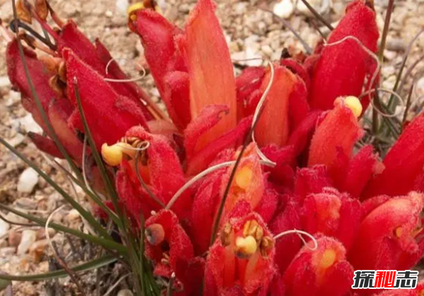 沙漠中最頑強的十大植物,圓桶掌能在地下存活達6年