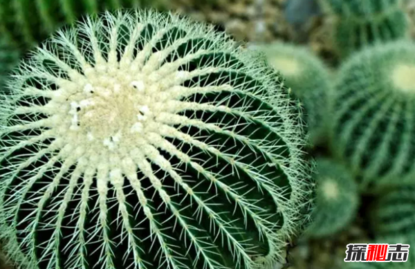 沙漠中最頑強的十大植物,圓桶掌能在地下存活達6年