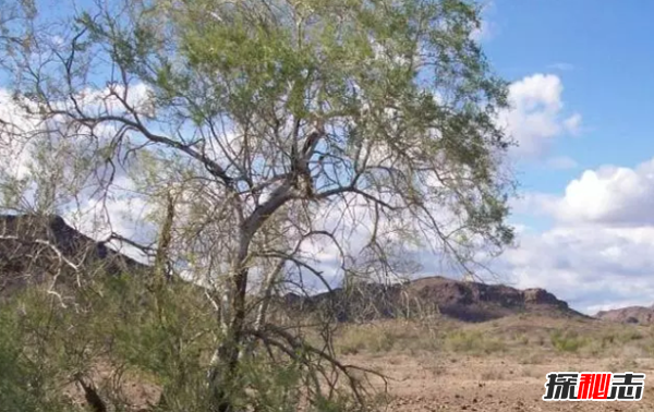 沙漠中最頑強的十大植物,圓桶掌能在地下存活達6年