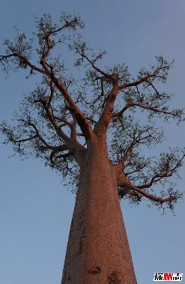 沙漠中最頑強的十大植物,圓桶掌能在地下存活達6年