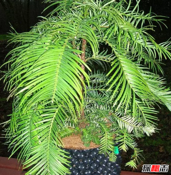 沙漠中最頑強的十大植物,圓桶掌能在地下存活達6年