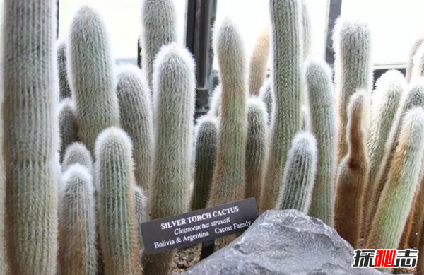 沙漠中最頑強的十大植物,圓桶掌能在地下存活達6年