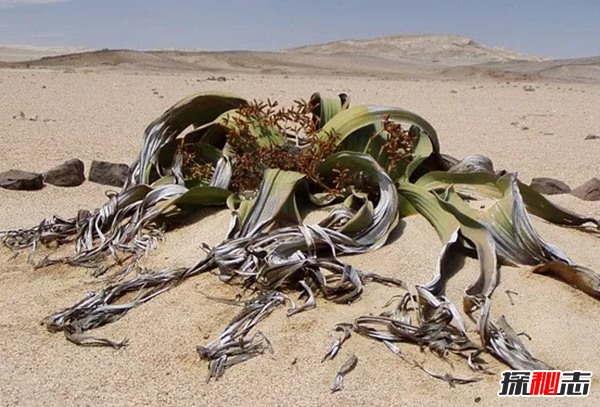 沙漠中最頑強的十大植物,圓桶掌能在地下存活達6年