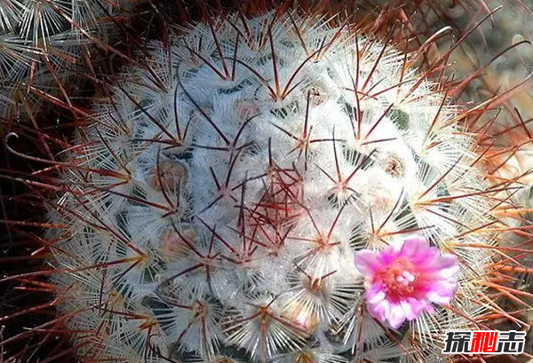 沙漠中最頑強的十大植物,圓桶掌能在地下存活達6年