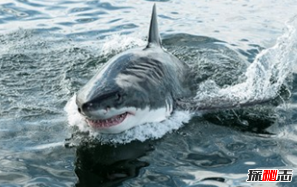 鯊魚(yú)攻擊事件哪里最多?鯊魚(yú)攻擊的十大可怕之處