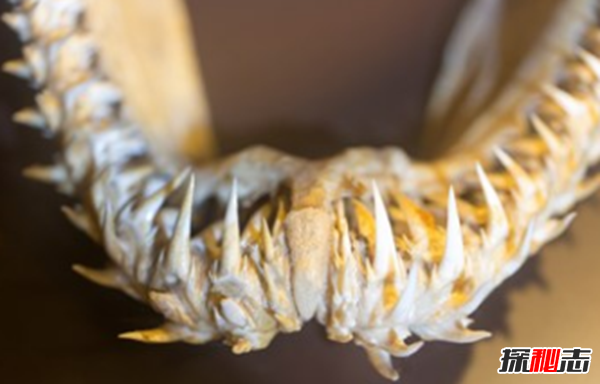 鯊魚(yú)攻擊事件哪里最多?鯊魚(yú)攻擊的十大可怕之處