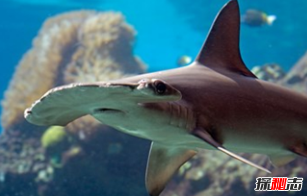 鯊魚(yú)攻擊事件哪里最多?鯊魚(yú)攻擊的十大可怕之處