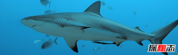 鯊魚(yú)攻擊事件哪里最多?鯊魚(yú)攻擊的十大可怕之處
