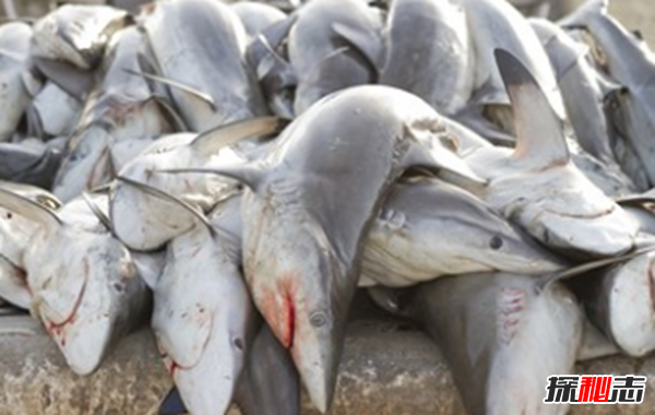 鯊魚(yú)攻擊事件哪里最多?鯊魚(yú)攻擊的十大可怕之處