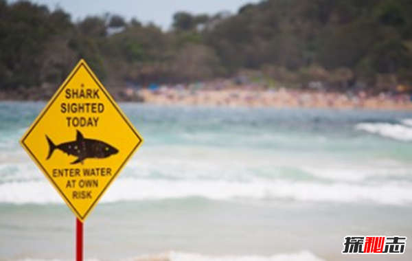 鯊魚(yú)攻擊事件哪里最多?鯊魚(yú)攻擊的十大可怕之處