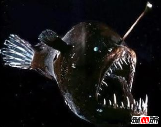 深海100000米以下生物