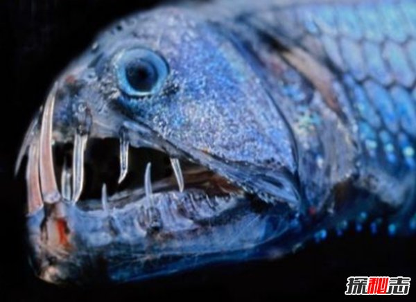 深海里有什么生物?深海中長(cháng)相奇怪的10種動(dòng)物