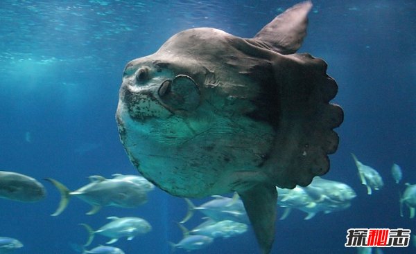 深海里有什么生物?深海中長(cháng)相奇怪的10種動(dòng)物