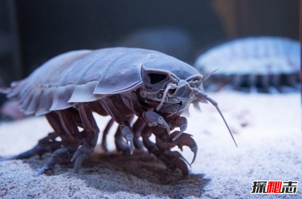 深海里有什么生物?深海中長(cháng)相奇怪的10種動(dòng)物