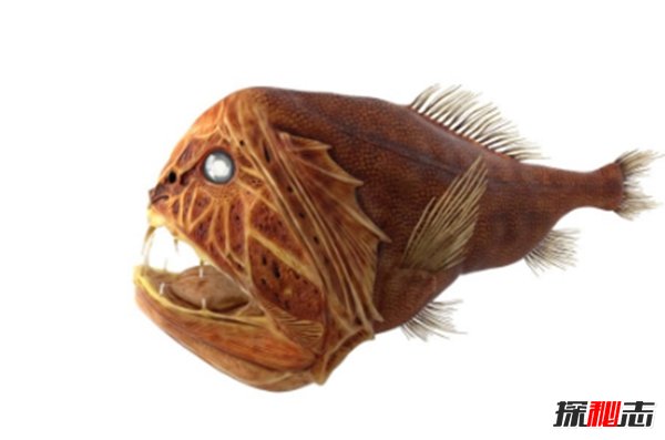深海里有什么生物?深海中長(cháng)相奇怪的10種動(dòng)物