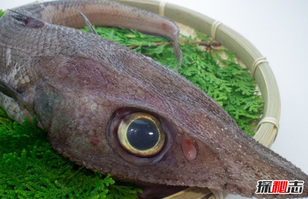 深海里有什么生物?深海中長(cháng)相奇怪的10種動(dòng)物