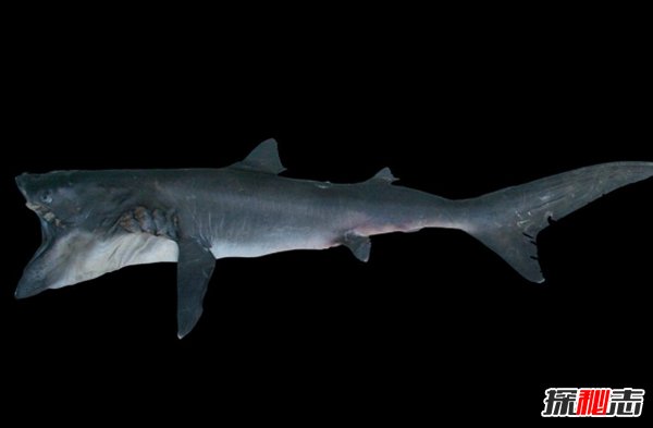 深海里有什么生物?深海中長(cháng)相奇怪的10種動(dòng)物