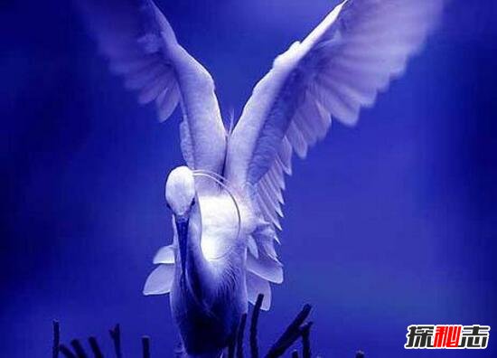 深藍孩童恐怖真相，深藍兒童十大覺(jué)醒征兆（多次預言悲慘事件）