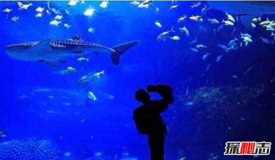 點(diǎn)擊下一頁(yè)查看深藍孩童恐怖預言盤(pán)點(diǎn)