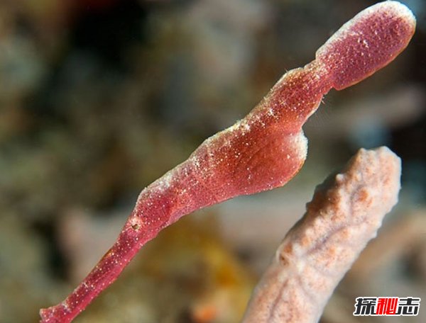 什么動(dòng)物愛(ài)偽裝?盤(pán)點(diǎn)善于偽裝的10大海洋生物(帶圖)
