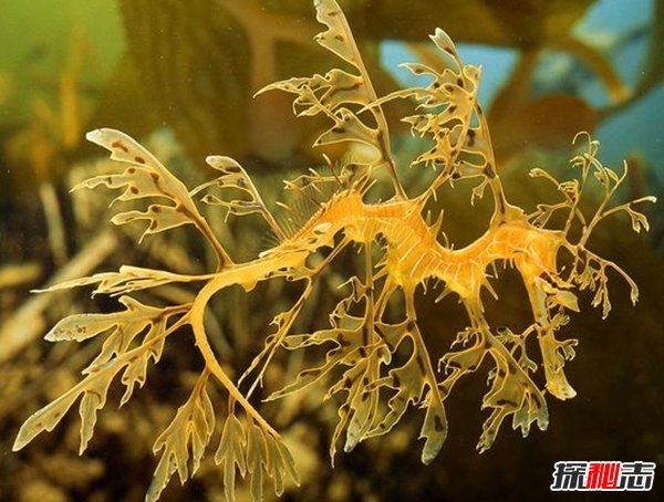 什么動(dòng)物愛(ài)偽裝?盤(pán)點(diǎn)善于偽裝的10大海洋生物(帶圖)