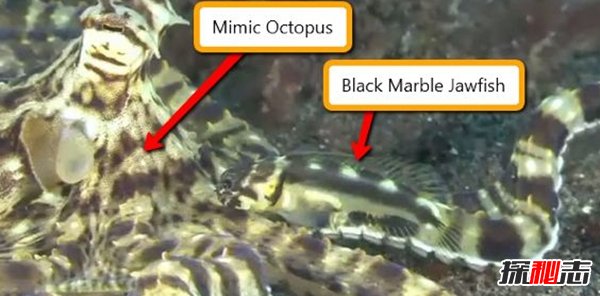 什么動(dòng)物愛(ài)偽裝?盤(pán)點(diǎn)善于偽裝的10大海洋生物(帶圖)