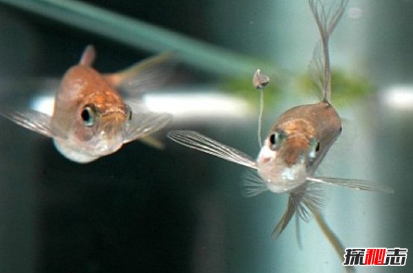 什么動(dòng)物愛(ài)偽裝?盤(pán)點(diǎn)善于偽裝的10大海洋生物(帶圖)