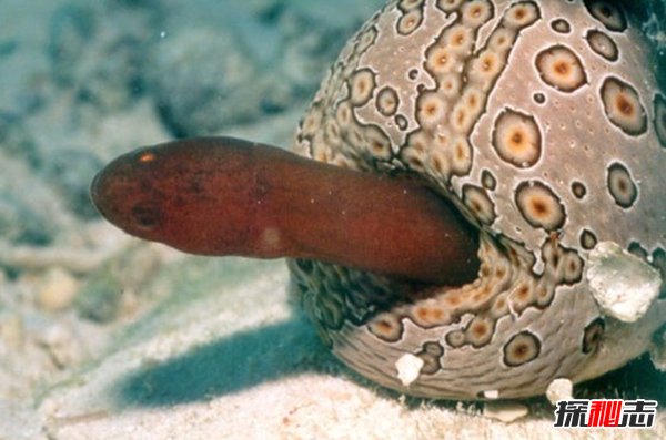 什么動(dòng)物愛(ài)偽裝?盤(pán)點(diǎn)善于偽裝的10大海洋生物(帶圖)