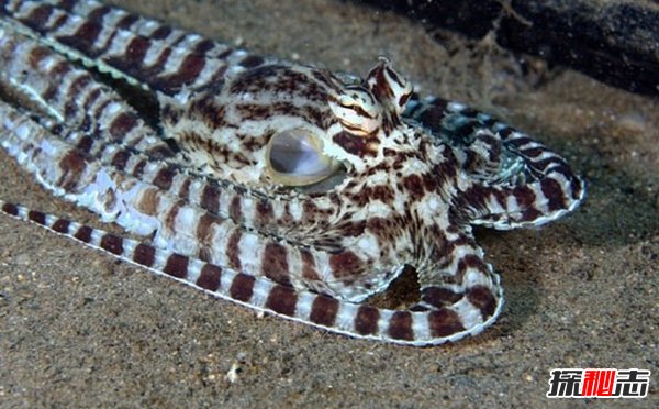 什么動(dòng)物愛(ài)偽裝?盤(pán)點(diǎn)善于偽裝的10大海洋生物(帶圖)