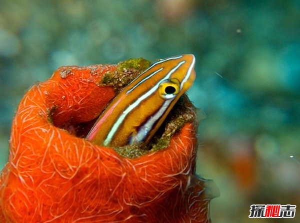 什么動(dòng)物愛(ài)偽裝?盤(pán)點(diǎn)善于偽裝的10大海洋生物(帶圖)