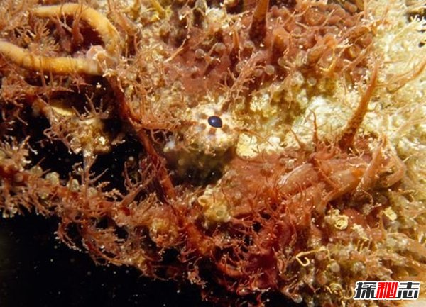 什么動(dòng)物愛(ài)偽裝?盤(pán)點(diǎn)善于偽裝的10大海洋生物(帶圖)