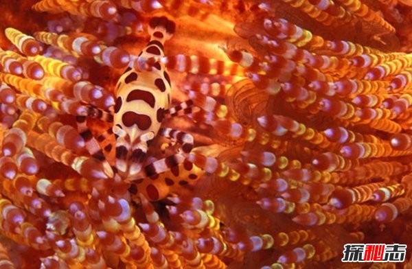 什么動(dòng)物愛(ài)偽裝?盤(pán)點(diǎn)善于偽裝的10大海洋生物(帶圖)