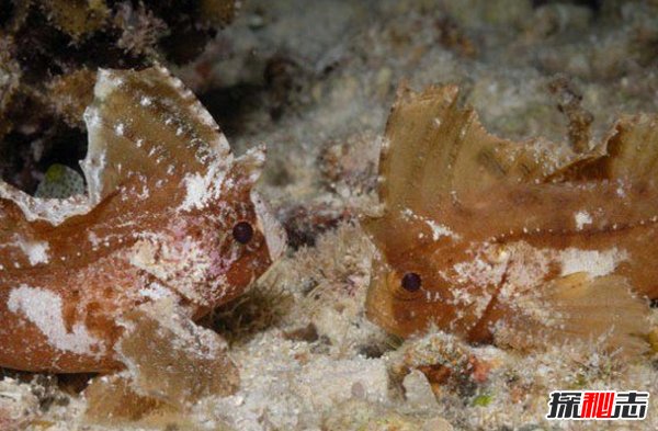 什么動(dòng)物愛(ài)偽裝?盤(pán)點(diǎn)善于偽裝的10大海洋生物(帶圖)