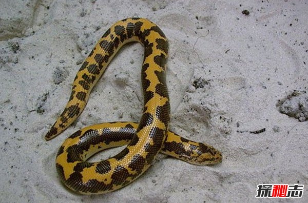 什么動(dòng)物能在沙漠生存?沙漠生存能力較強的10大動(dòng)物