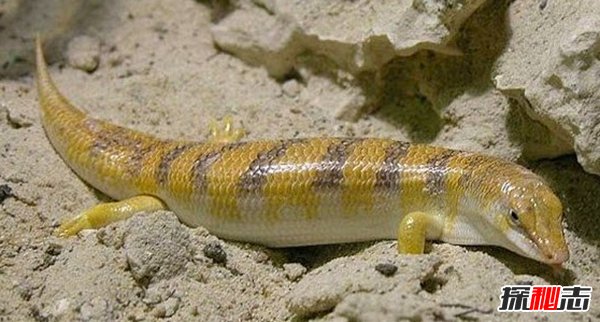 什么動(dòng)物能在沙漠生存?沙漠生存能力較強的10大動(dòng)物