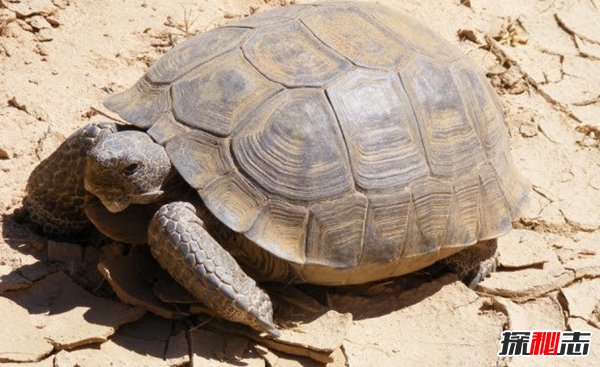 什么動(dòng)物能在沙漠生存?沙漠生存能力較強的10大動(dòng)物