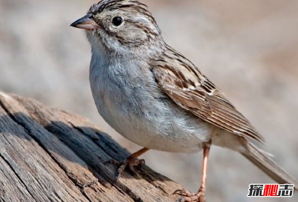 什么動(dòng)物能在沙漠生存?沙漠生存能力較強的10大動(dòng)物