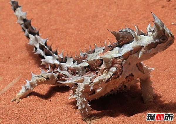 什么動(dòng)物能在沙漠生存?沙漠生存能力較強的10大動(dòng)物