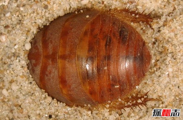 什么動(dòng)物能在沙漠生存?沙漠生存能力較強的10大動(dòng)物