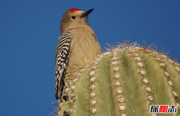 什么動(dòng)物能在沙漠生存?沙漠生存能力較強的10大動(dòng)物