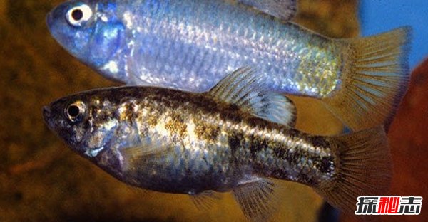 什么動(dòng)物能在沙漠生存?沙漠生存能力較強的10大動(dòng)物