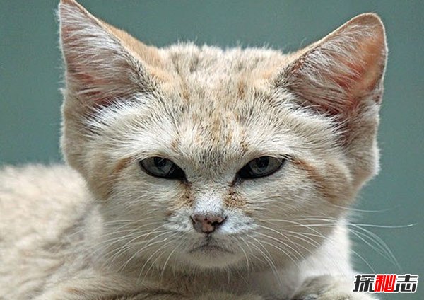 什么動(dòng)物能在沙漠生存?沙漠生存能力較強的10大動(dòng)物