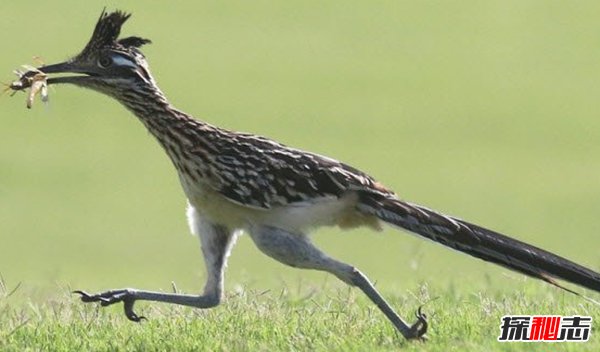 什么動(dòng)物能在沙漠生存?沙漠生存能力較強的10大動(dòng)物