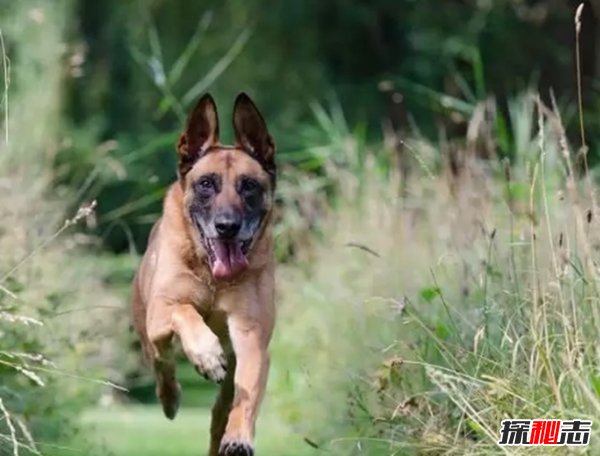 什么狗嗅覺(jué)能力最好?世界上嗅覺(jué)最靈敏的十種狗