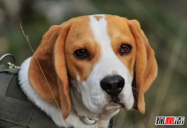 什么狗嗅覺(jué)能力最好?世界上嗅覺(jué)最靈敏的十種狗