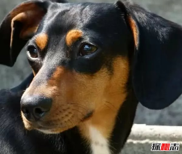 什么狗嗅覺(jué)能力最好?世界上嗅覺(jué)最靈敏的十種狗
