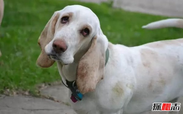 什么狗嗅覺(jué)能力最好?世界上嗅覺(jué)最靈敏的十種狗