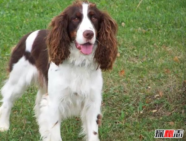 什么狗嗅覺(jué)能力最好?世界上嗅覺(jué)最靈敏的十種狗