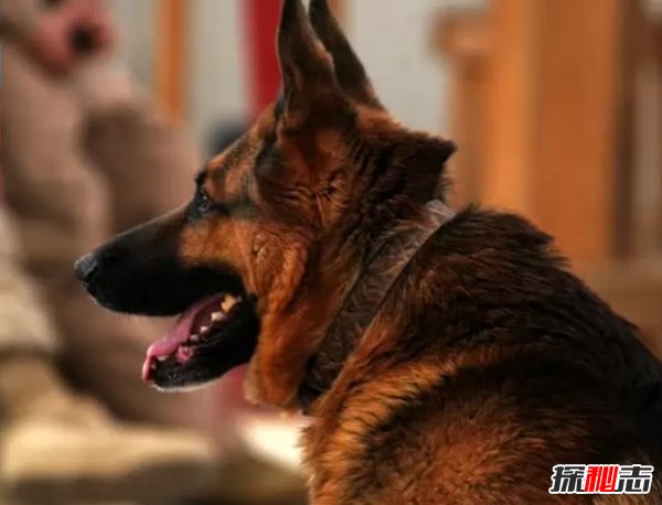 什么狗嗅覺(jué)能力最好?世界上嗅覺(jué)最靈敏的十種狗